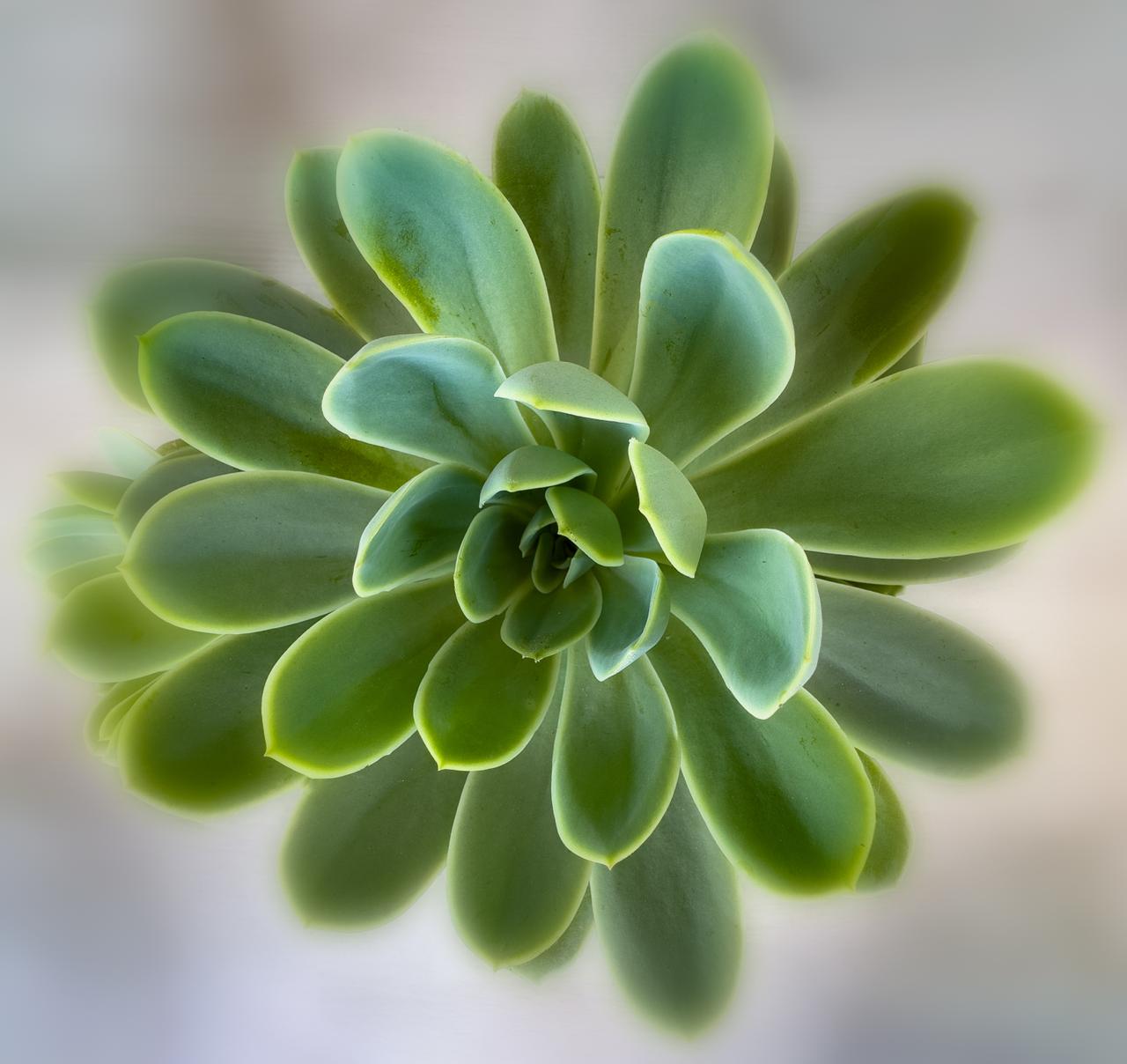 cactus_plant_stella's.jpg